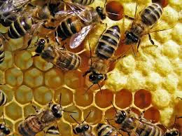 Bild 8_Chef-coacht-Chef-Gruppe Wissen zu der Kommunikation im Bienenstock im Rahmen der Chef-coacht-Chef Veranstaltungen aufbauen und auf die menschliche Kommunikation übertragen.